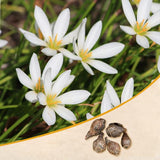 Zephyranthes Lily, Rain Lily (White) - Bulbs (set of 10)