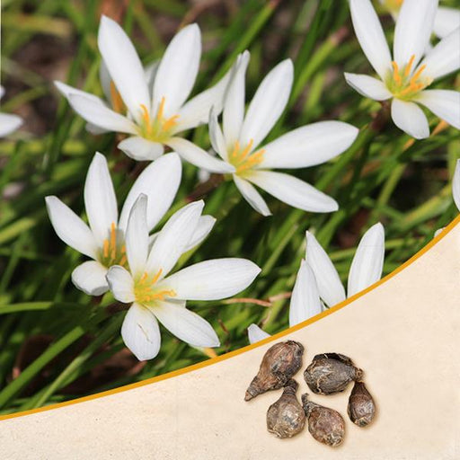 white rain lilies Buy Zephyranthes Lily, Rain Lily (White)