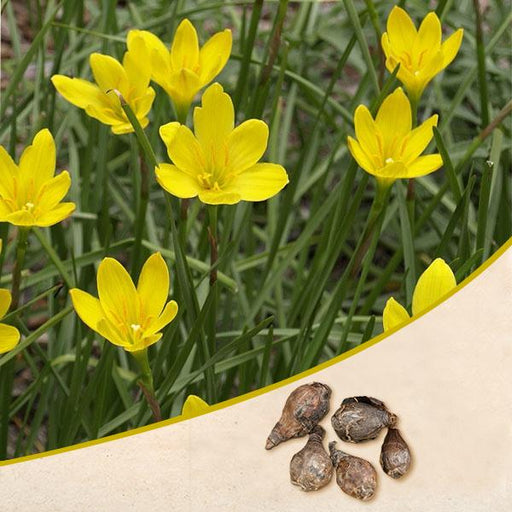 Kesar Bulb Crocus sativus, Kesar, Saffron - Bulbs (set of 5) — Nurserylive