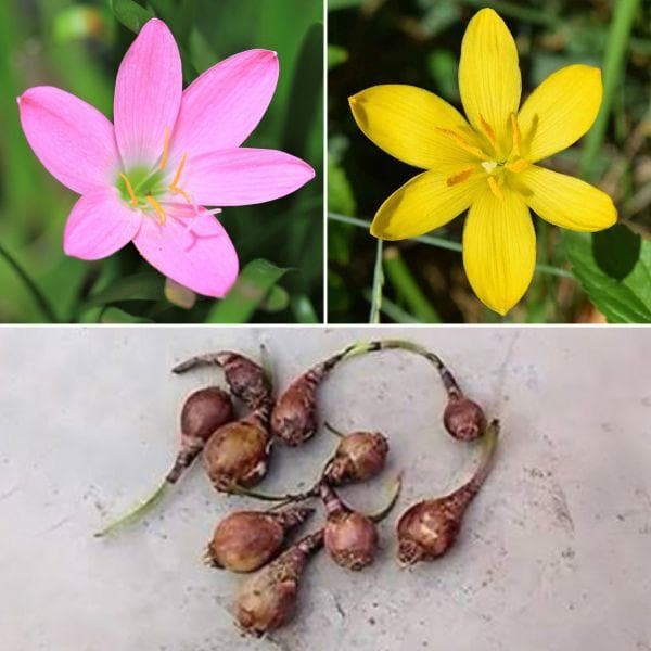 lily flower seeds Buy Zingy Zephyranthes Lily
