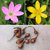 Zingy Zephyranthes Lily - 30 Bulbs Pack