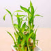 2 layer lucky bamboo - corporate gift (set of 30)