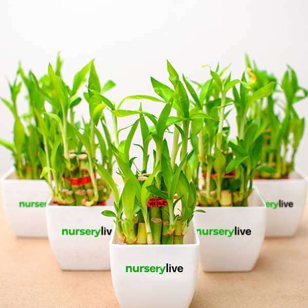 2 layer lucky bamboo - corporate gift (set of 30)