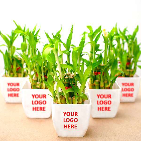lucky bamboo souvenir Buy 2 Layer Lucky Bamboo