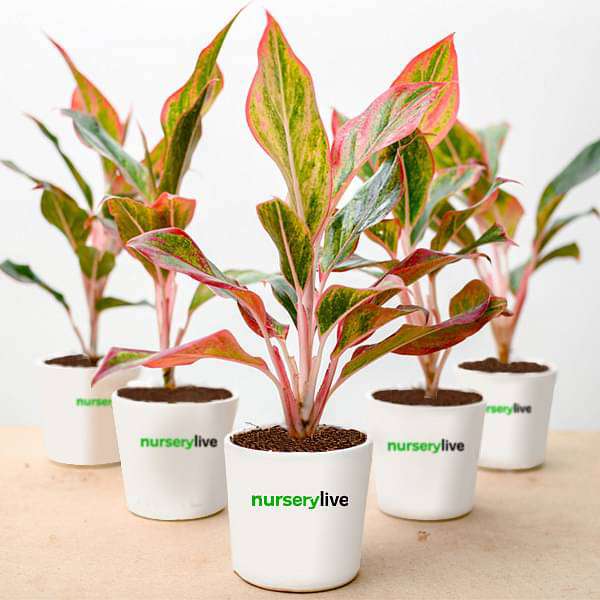 aglaonema red lipstick indoor plant Buy Aglaonema Lipstick Plant
