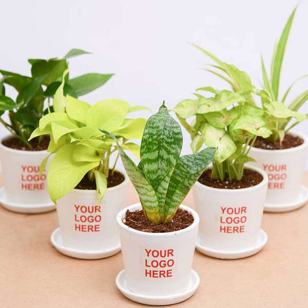 air purifier plants in ceramic pot - corporate gift (set of 30)