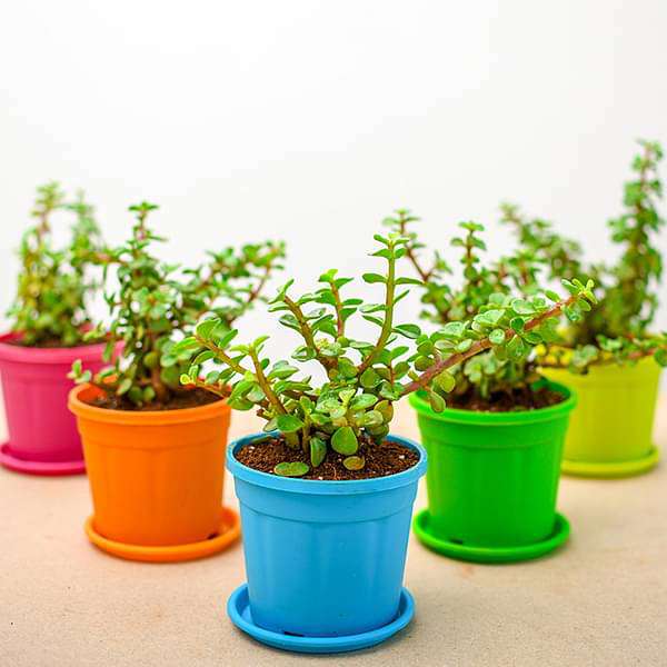 gifting jade plant Buy Elephant Bush, Jade Plant