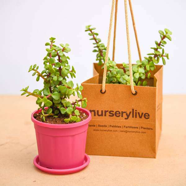 jade plant gift ideas Buy Elephant Bush, Jade Plant