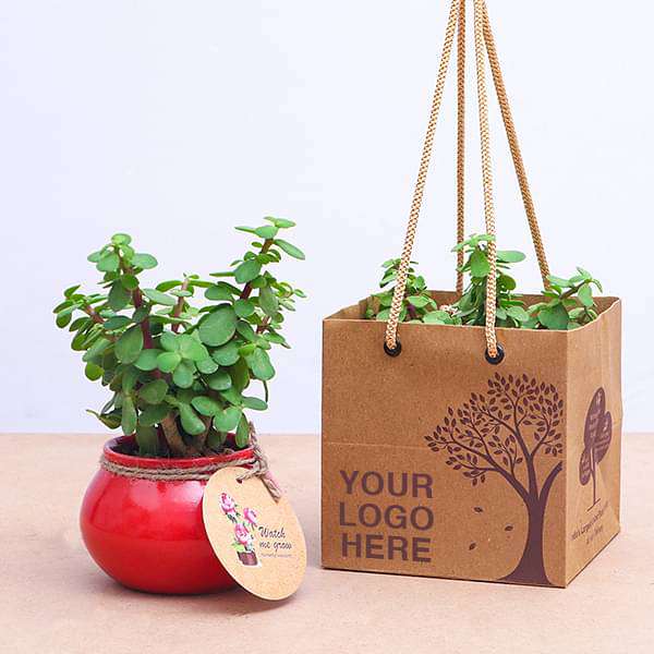 jade plant as gift Buy Elephant Bush, Jade Plant in Handi