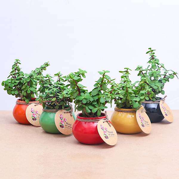 jade plant gift ideas Buy Elephant Bush, Jade Plant in Handi
