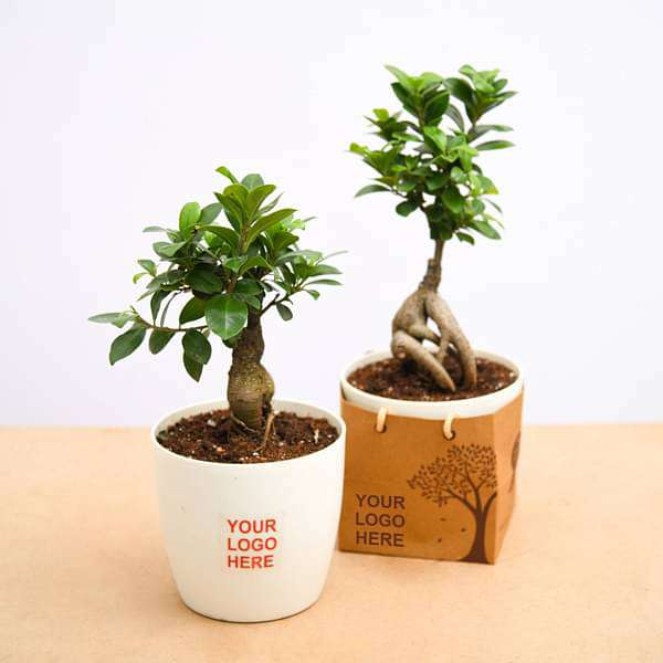 bonsai tree gifts Buy Fabulous Ficus Bonsai