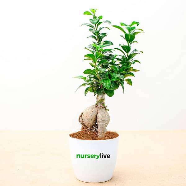 Aggregate more than 86 bonsai tree gift kit best