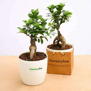 fabulous ficus bonsai - corporate gift (set of 30)