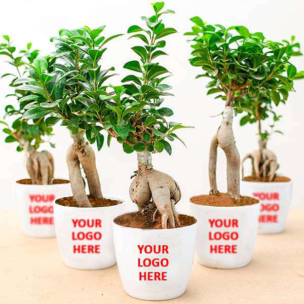 gifting a bonsai tree Buy Fabulous Ficus Bonsai