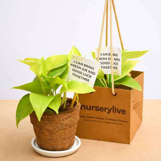 is gifting money plant good Buy Golden Money Plant in Eco-friendly Pot