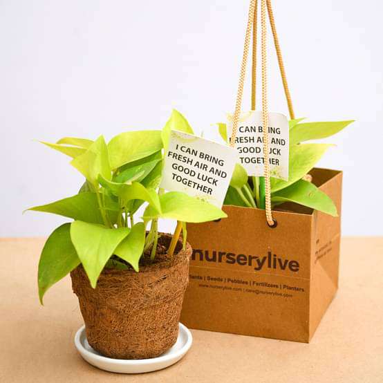 golden money plant in eco - friendly pot