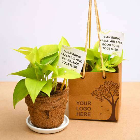 money plant gift Buy Golden Money Plant in Eco-friendly Pot