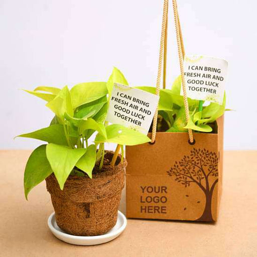 golden money plant in eco - friendly pot