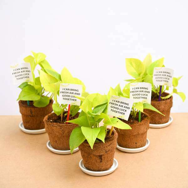 money plant gift ideas Buy Golden Money Plant in Eco-friendly Pot