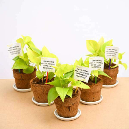 money plant sapling Buy Golden Money Plant in Eco-friendly Pot