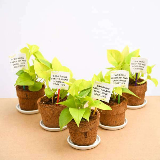 indoor plants for return gifts Buy Golden Money Plant in Eco-friendly Pot