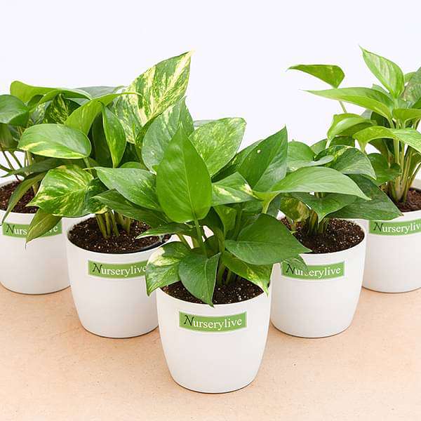 money plant (green) - corporate gift (set of 30)