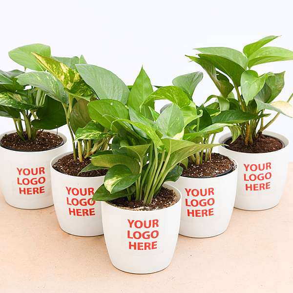 Money Plant (Green) Corporate Gift (set of 30)