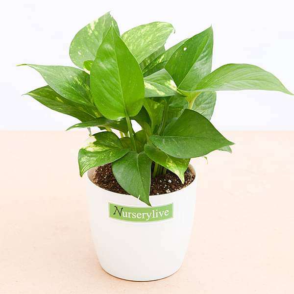 money plant (green) - corporate gift (set of 30)