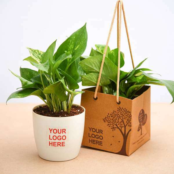 Corporate Gifting Plants In Delhi, Eco-Friendly Corporate Gifting | Green  Decor