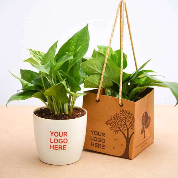 Money Plant (Green) Corporate Gift (set of 30)