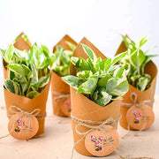 money plant marble prince in paper wrap - corporate gift (set of 30)