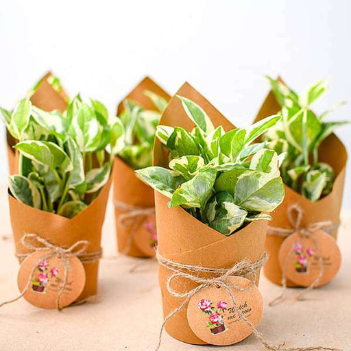 nurserylive bulk gifts money plant marble prince in paper wrap gift pack