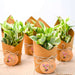money plant marble prince in paper wrap - corporate gift (set of 30)