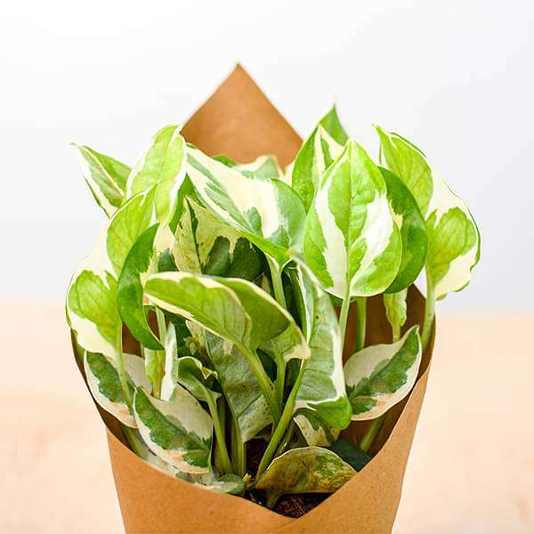 marble prince money plant Buy Money Plant Marble Prince in Paper Wrap