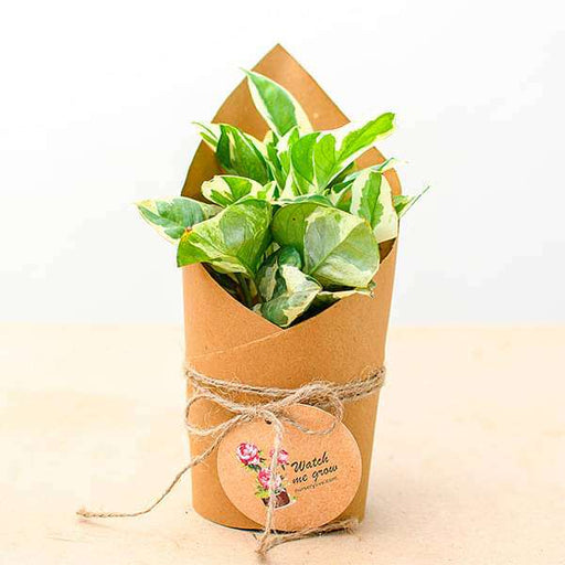 Gift a Plant – DIY Green Gifting Tutorial for Eco Friendly Party Favors for  Nature Lovers and Eco Conscious Souls