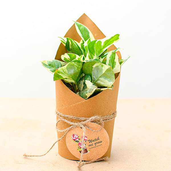 gifting money plant good or bad Buy Money Plant Marble Prince in Paper Wrap