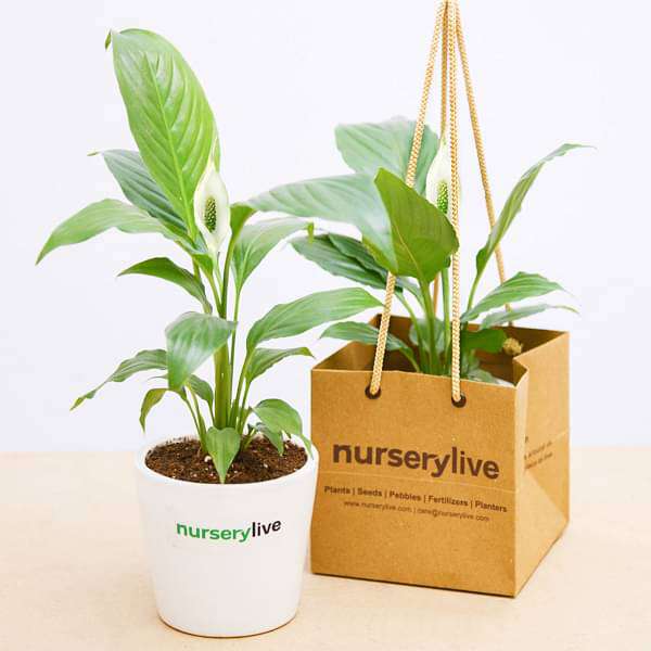 peace lily in ceramic pot - corporate gift (set of 30)