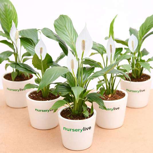 peace lily in ceramic pot - corporate gift (set of 30)