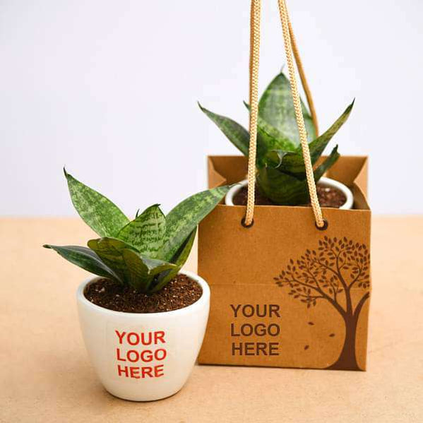 Buy Environment Day Gifts online from Nurserylive at lowest price.
