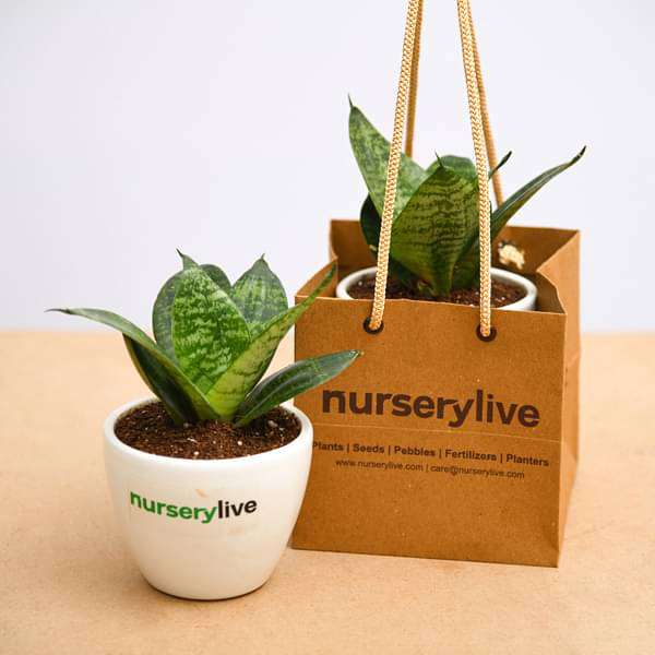 sansevieria plant in ceramic pot - corporate gift (set of 30)