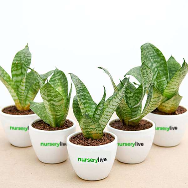 plant with pot gift Buy Sansevieria Plant in Ceramic Pot
