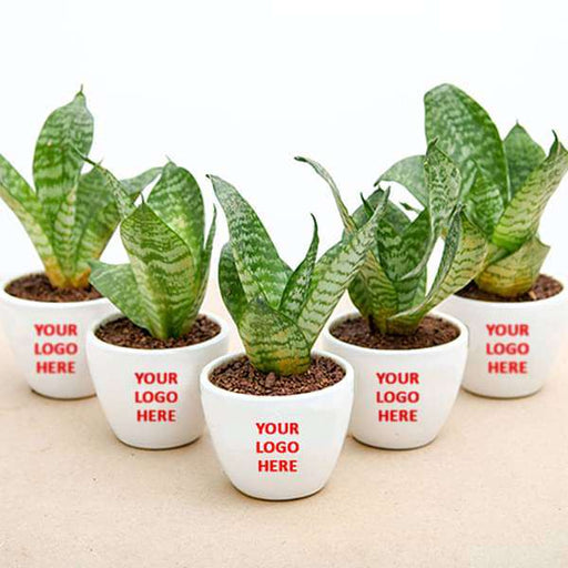 sansevieria plant in ceramic pot - corporate gift (set of 30)