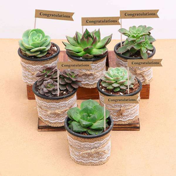 succulent plants gift ideas Buy Splendid Succulents