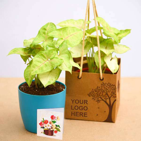 Buy Plants As Return Gifts online from Nurserylive at lowest price.
