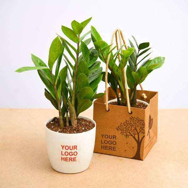 Buy Plants As Return Gifts online from Nurserylive at lowest price.