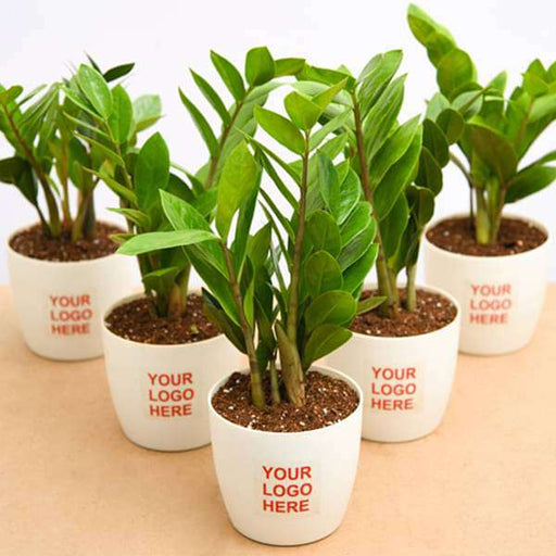 Angroos Marriage return gifts with indoor plants in a beautiful pot (H 20 x  W 7 Cm) x 30 pcs | wedding return gifts | wedding return gifts ideas | return  gifts