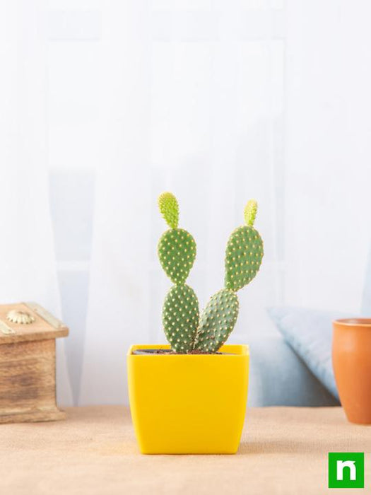 rabbit's ear plant indoor Buy Bunny Ear Cactus, Opuntia microdasys