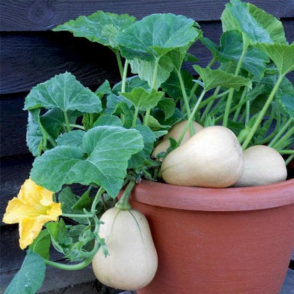 butternut pumpkin - plant