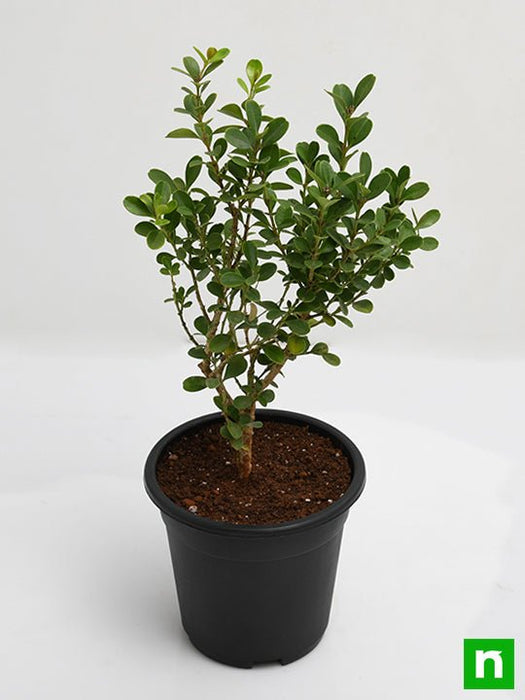 buxus microphylla japonica - plant