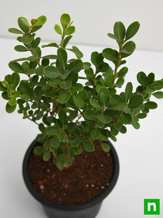 buxus microphylla japonica - plant
